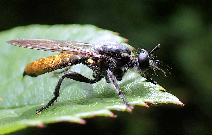Genus Laphria (Bee-like Robber Flies)