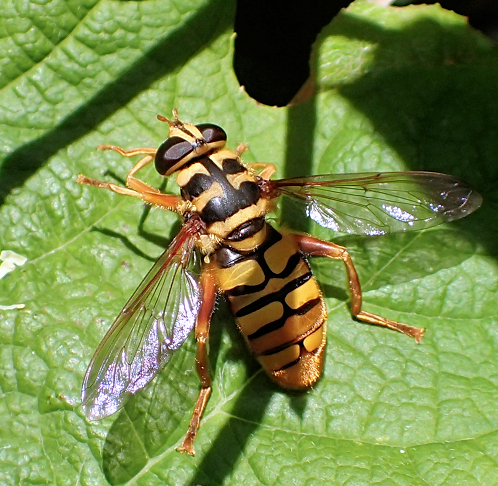 Milesia virginiensis (Yellowjacket Hover Fly)