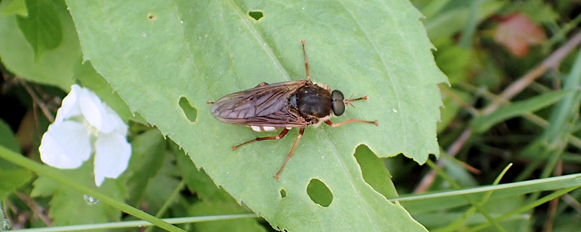 Coenomyia ferruginea