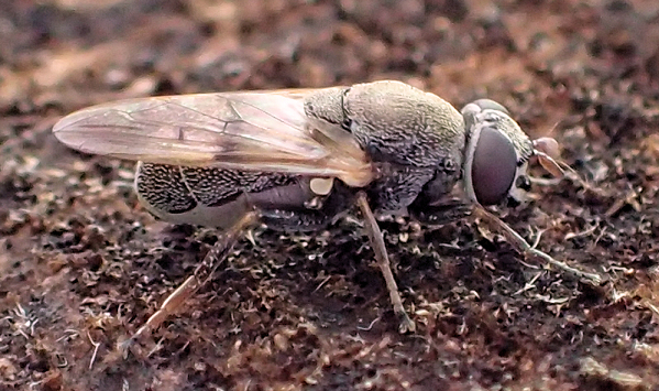 Myolepta strigilata