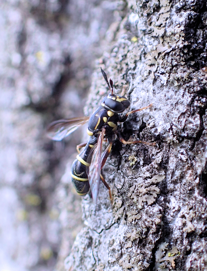 Sphiximorpha willistoni