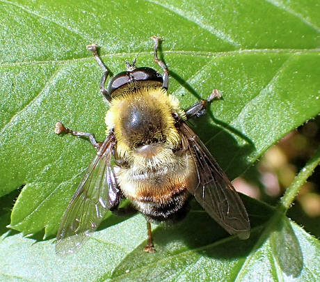 Mallota posticata