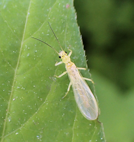 Plecoptera (Stoneflies)