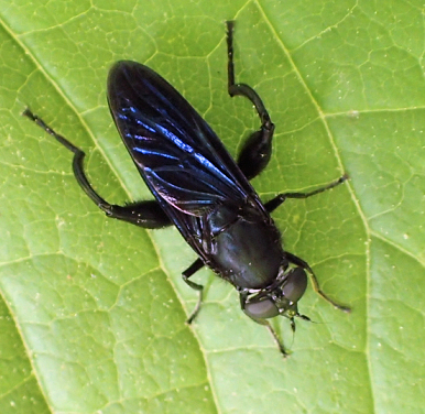 Chalcosyrphus chalybeus