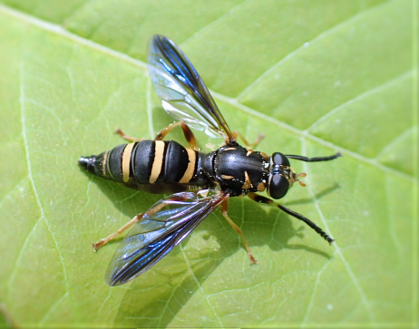 Genus Temnostoma