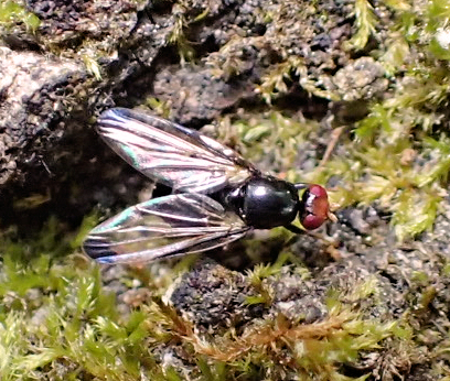 Genus Seioptera