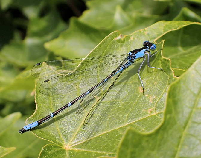Chromagrion conditum (Aurora Damsel)