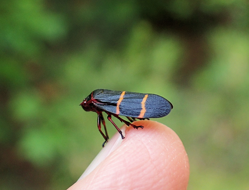 Prosapia bicincta (Two-lined Spittlebug)