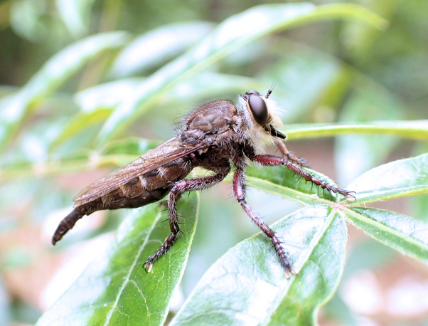 Promachus bastardii