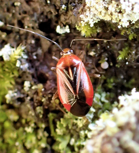 Metriorrhynchomiris dislocatus (Wild Onion Mirid)