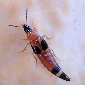 Bobitobus cinctus (Girdled Lordithon)