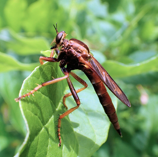 Asilus sericeus