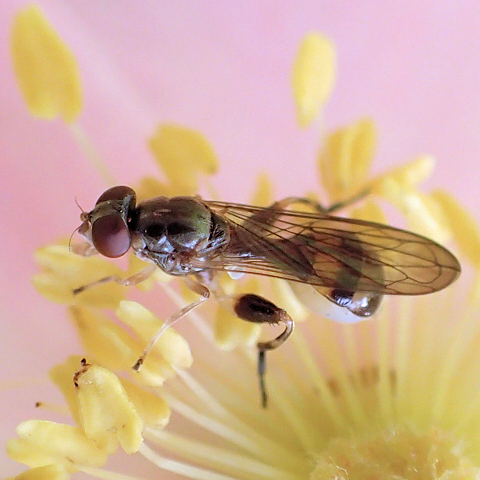 Sphegina flavimana