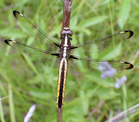 Libellula cyanea (Spangled Skimmer)