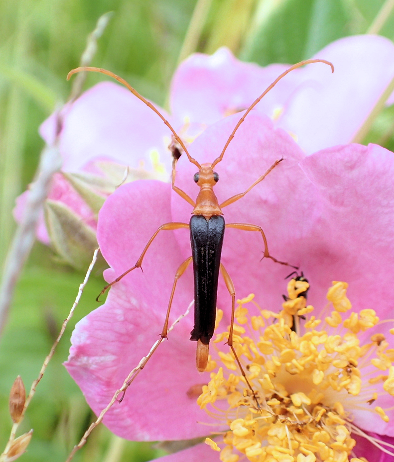 Strangalia bicolor (Bicolored Flower Longhorn Beetle)
