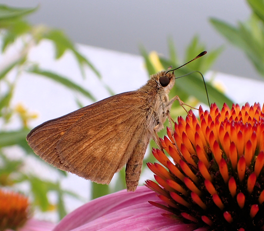 Poanes viator (Broad-winged Skipper)