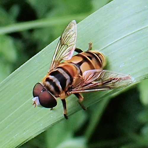 Palpada vinetorum