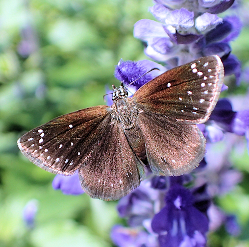 Pholisora catullus (Common Sootywing)