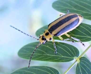 Genus Trirhabda
