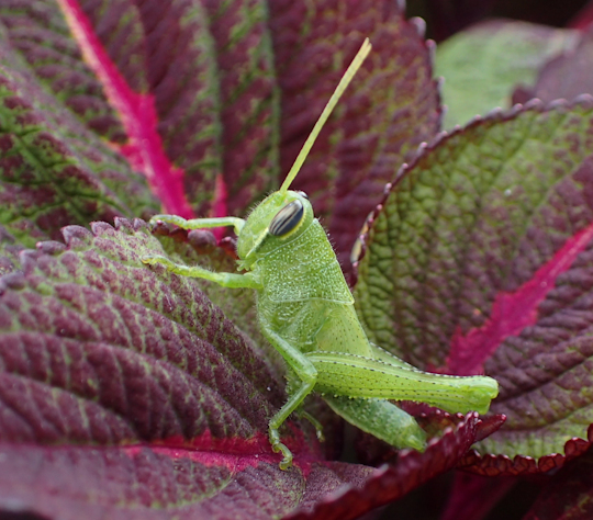 Genus Schistocerca (Bird Grasshoppers)