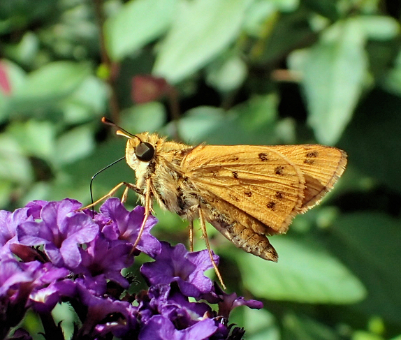 Hylephila phyleus (Fiery Skipper)