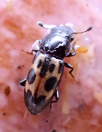 Glischrochilus confluentus