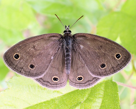 Megisto cymela (Little Wood Satyr)