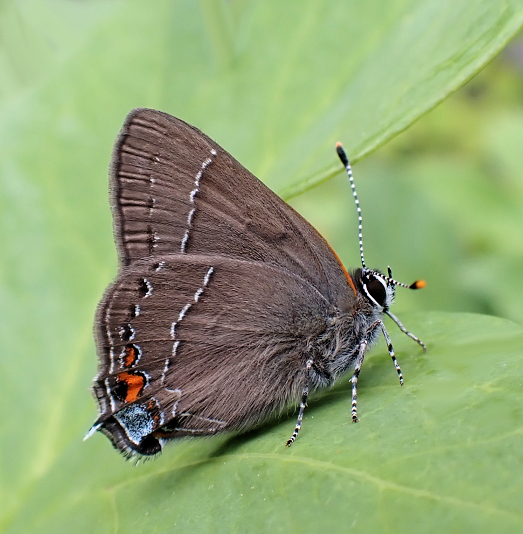Satyrium favonius (Oak Hairstreak)