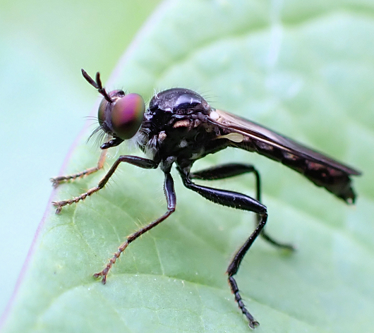 Genus Eudioctria (Longhorn Robbers)