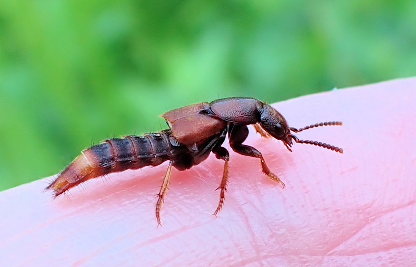 Platydracus cinnamopterus