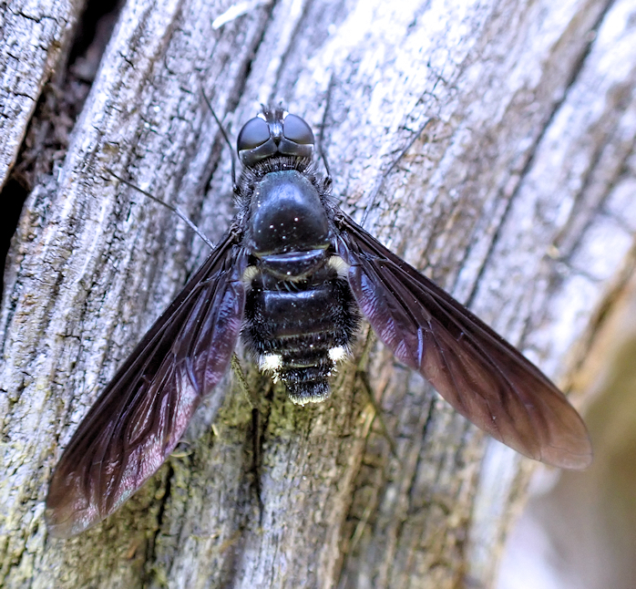 Anthrax aterrimus (Charcoal bee fly)