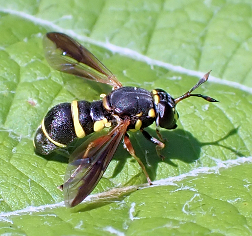 Genus Ceriana