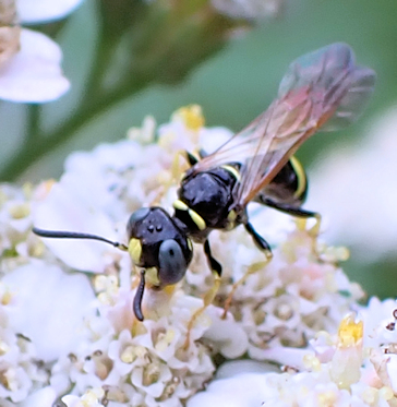 Philanthus bilunatus