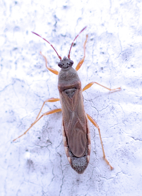 Blissidae