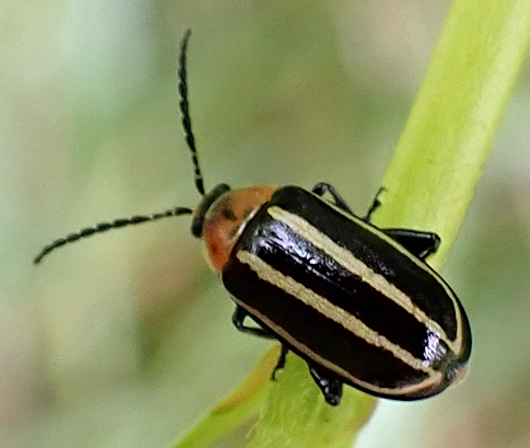 Disonycha glabrata (Pigweed Flea Beetle)