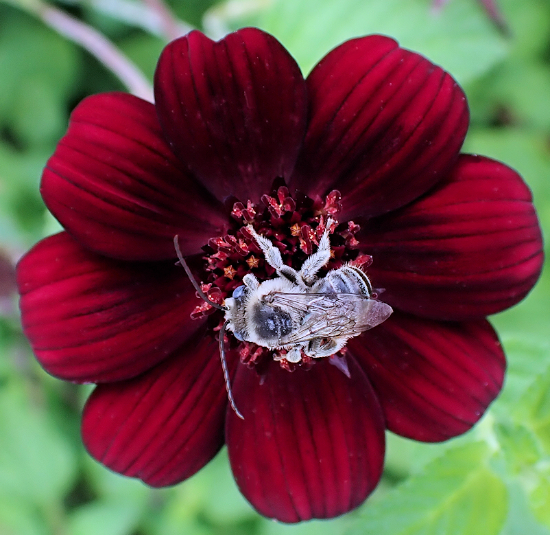 Apidae (Cuckoo, Carpenter, Digger, Bumble, and Honey Bees)