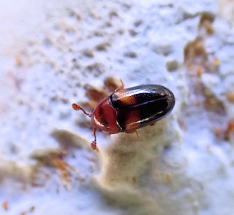 Dacne picta