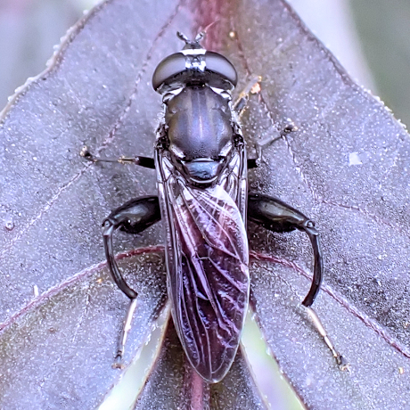 Chalcosyrphus piger