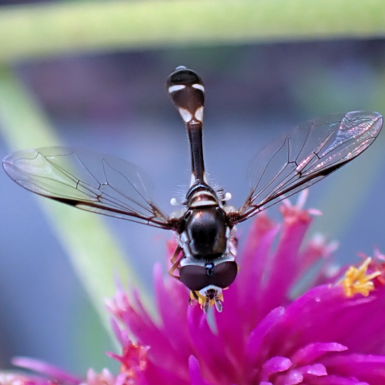 Dioprosopa clavata