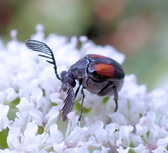Megacerus discoidus