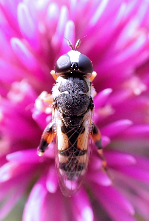 Syritta flaviventris