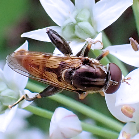 Tropidia quadrata
