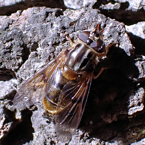 Ferdinandea buccata