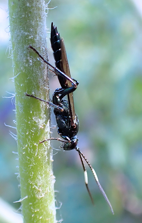 Platylabus clarus