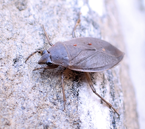 Genus Belostoma
