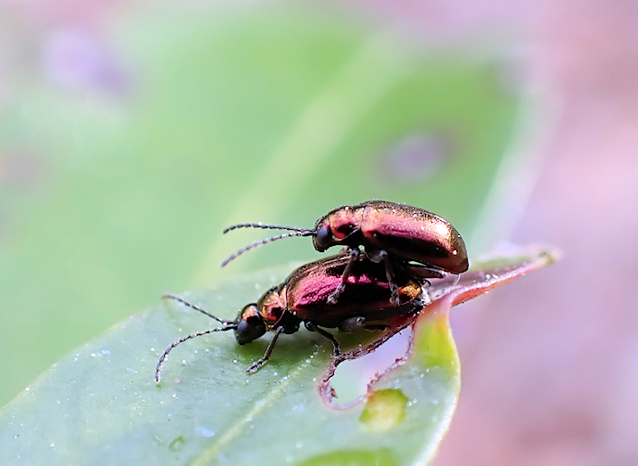 Altica kalmiae