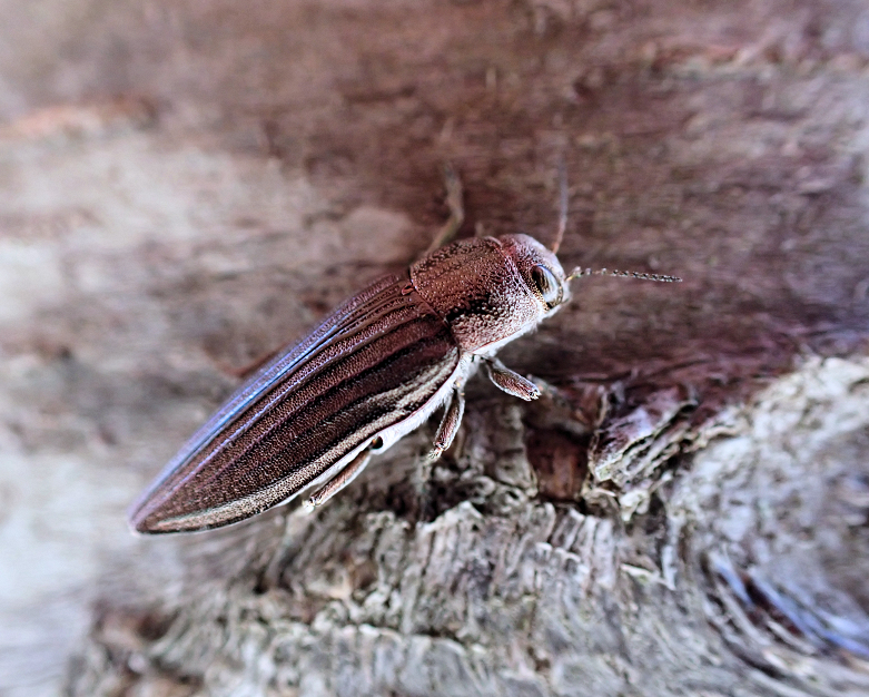 Buprestis striata