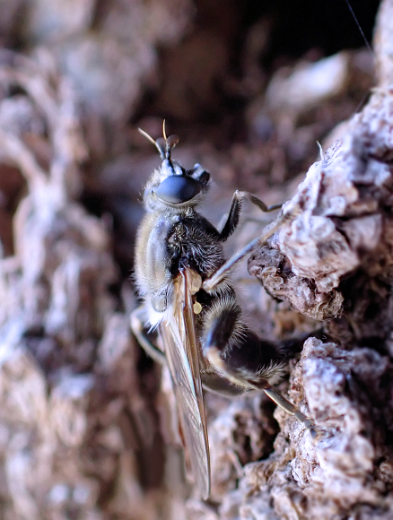 Brachypalpus oarus