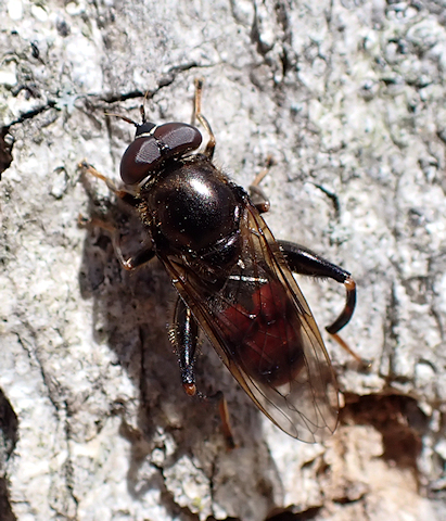 Chalcosyrphus libo