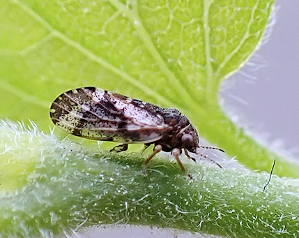 Genus Pachypsylla (Hackberry Psyllids)